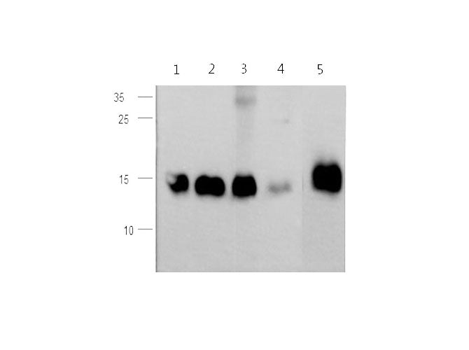 Anti-Human/Mouse/Rat CST3 Antibody - ABMIUM