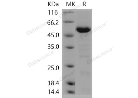 > 90 % as determined by reducing SDS-PAGE.