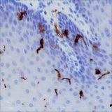 Anti-Human CD1a Antibody [A163]