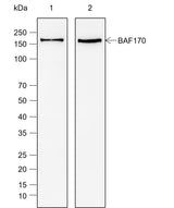 Anti-Human/Mouse SMARCC2/BAF170 Antibody [A785] - ABMIUM