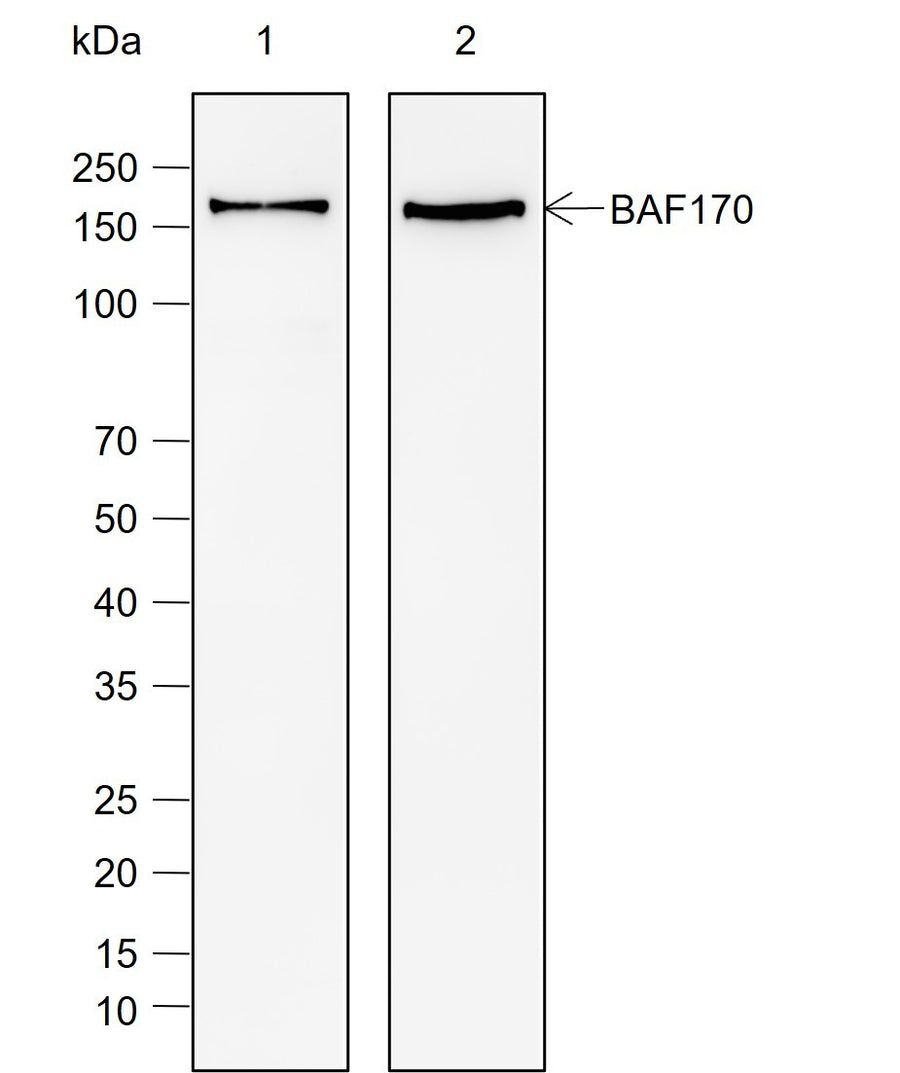 Anti-Human/Mouse SMARCC2/BAF170 Antibody [A785] - ABMIUM