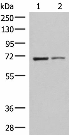 Western blot analysis of K562 and HepG2 cell lysates using EWSR1 Polyclonal Antibody at dilution of 1:1000