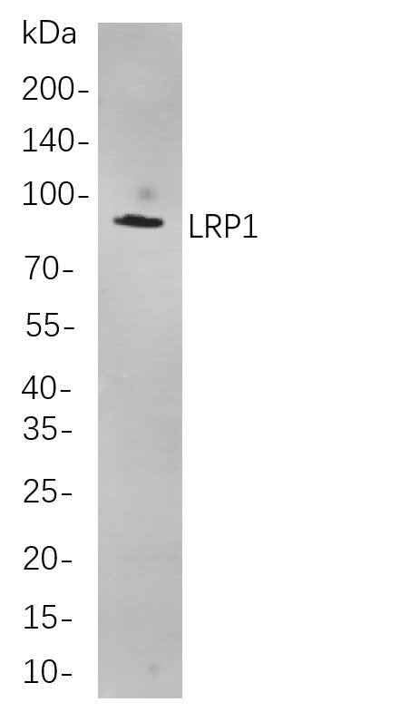 Anti-Human/Mouse/Rat LRP1 Antibody [B785] - ABMIUM