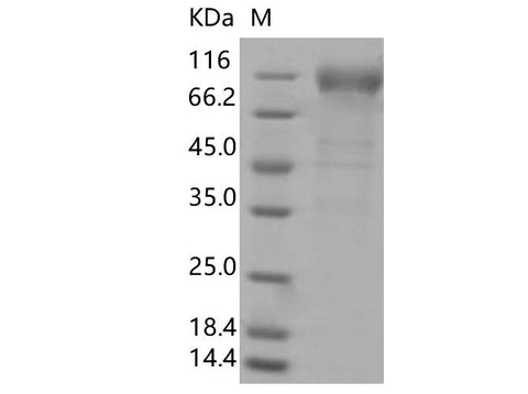 > 85 % as determined by reducing SDS-PAGE.