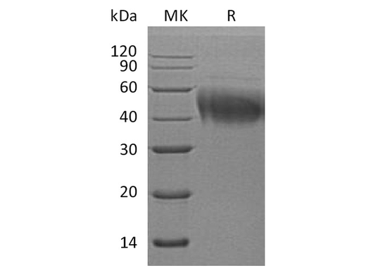 > 95 % as determined by reducing SDS-PAGE.