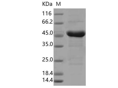 > 85 % as determined by reducing SDS-PAGE.