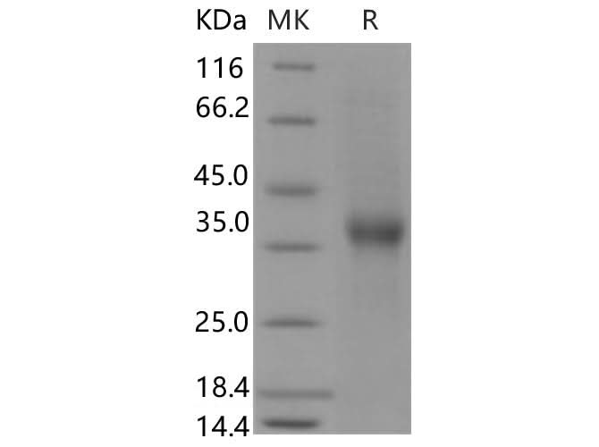 > 93 % as determined by reducing SDS-PAGE.
