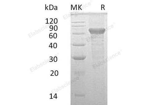 > 90 % as determined by reducing SDS-PAGE.