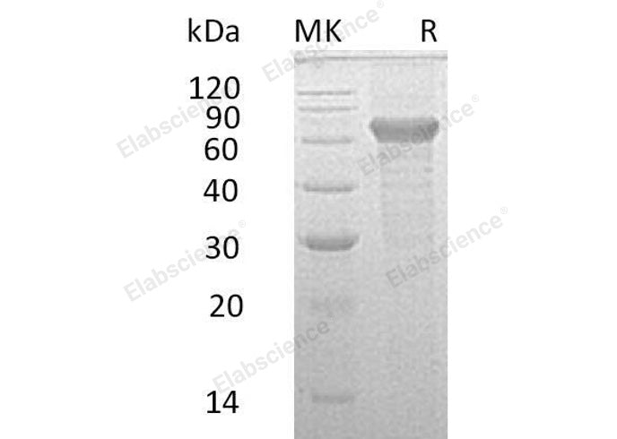 > 90 % as determined by reducing SDS-PAGE.