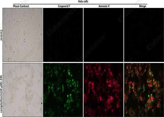 Control: Normal Hela cells were not treated with camptothecin. Camptothecin (10μM)-24h: Hela cells were treated with 10 μM camptothecin for 24h.