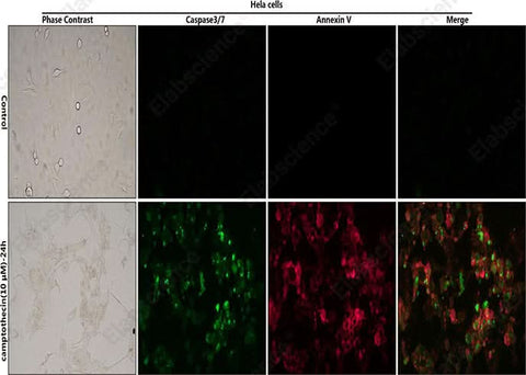 Control: Normal Hela cells were not treated with camptothecin. Camptothecin (10μM)-24h: Hela cells were treated with 10 μM camptothecin for 24h.
