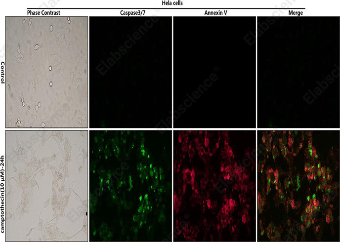 Control: Normal Hela cells were not treated with camptothecin. Camptothecin (10μM)-24h: Hela cells were treated with 10 μM camptothecin for 24h.
