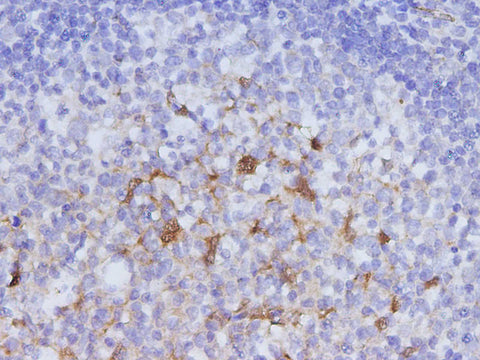 Anti-Human IDO1 Antibody - ABMIUM