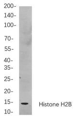Anti-Human/Mouse/Rat Histone H2B Antibody [B864]