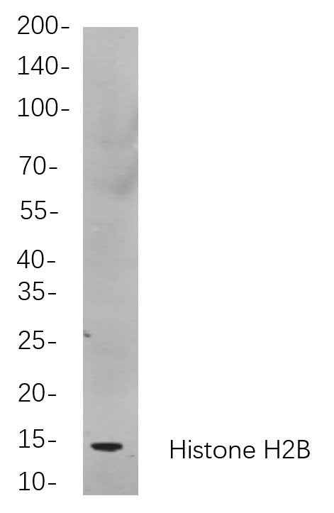 Anti-Human/Mouse/Rat Histone H2B Antibody [B864] - ABMIUM