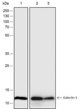 Anti-Human/Rat/Mouse Galectin-1 Antibody [A227]