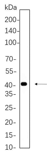 Anti-Human/Mouse/Rat MEK4 Antibody [B768]
