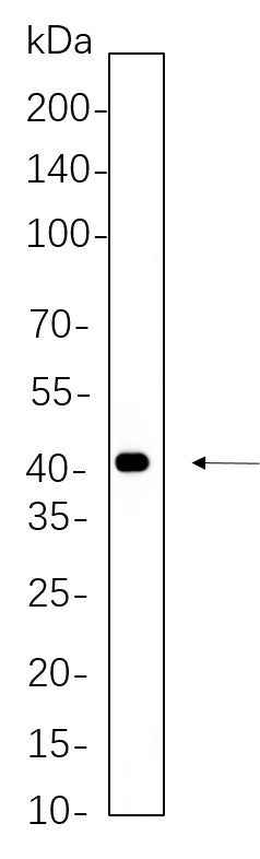 Anti-Human/Mouse/Rat MEK4 Antibody [B768] - ABMIUM