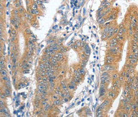 Anti-Human CENPC Antibody