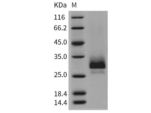 > 95 % as determined by reducing SDS-PAGE.