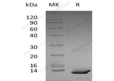 > 98 % as determined by reducing SDS-PAGE.