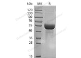 > 95 % as determined by reducing SDS-PAGE.