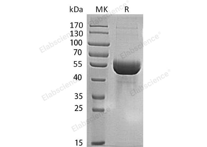 > 95 % as determined by reducing SDS-PAGE.