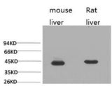 Western Blot analysis of 1) Mouse liver, 2) Rat liver with HAO1 Monoclonal Antibody.