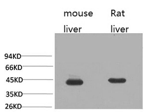 Western Blot analysis of 1) Mouse liver, 2) Rat liver with HAO1 Monoclonal Antibody.