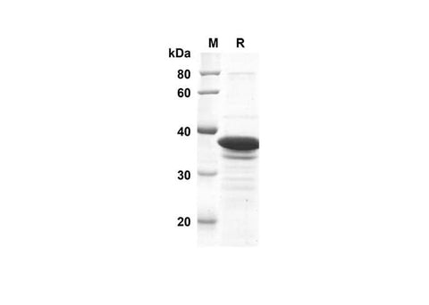 SDS-PAGE analysis of Mouse Synapsin-1 proteins, 2 μg/lane of Recombinant Mouse Synapsin-1 proteins was resolved with SDS-PAGE under reducing conditions, showing bands at 36.0 kDa.