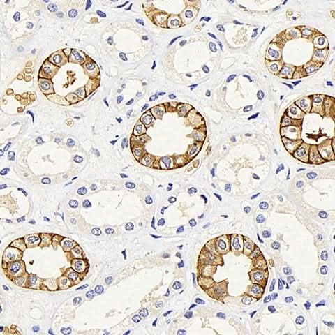 Immunohistochemistry analysis of paraffin-embedded human kidney using AQP3 Polyclonal Antibody at dilution of 1:300.