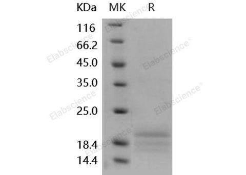 > 90 % as determined by reducing SDS-PAGE.