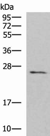 Anti-Human CLEC4D Antibody