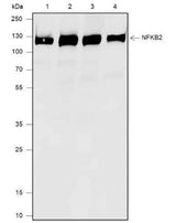 Anti-Human/Rat/Mouse NF-kB2 p100/p52 Antibody [A538]