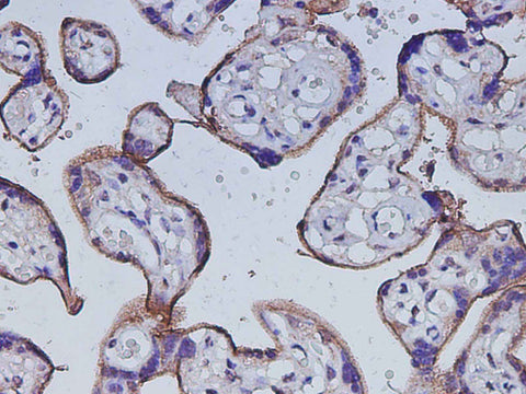 Anti-Human CD105 Antibody