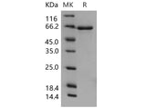 > 94 % as determined by reducing SDS-PAGE.
