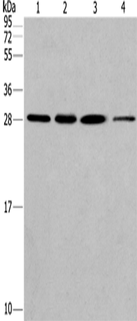 Anti-Human/Mouse/Rat ERP29 Antibody - ABMIUM
