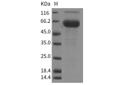 > 85 % as determined by reducing SDS-PAGE.