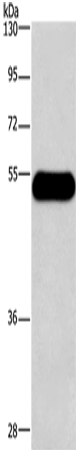 Anti-Human/Mouse HRH3 Antibody - ABMIUM