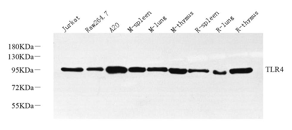 Western Blot analysis of various samples using CD284 Polyclonal Antibody at dilution of 1:1000.