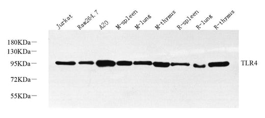 Western Blot analysis of various samples using CD284 Polyclonal Antibody at dilution of 1:1000.