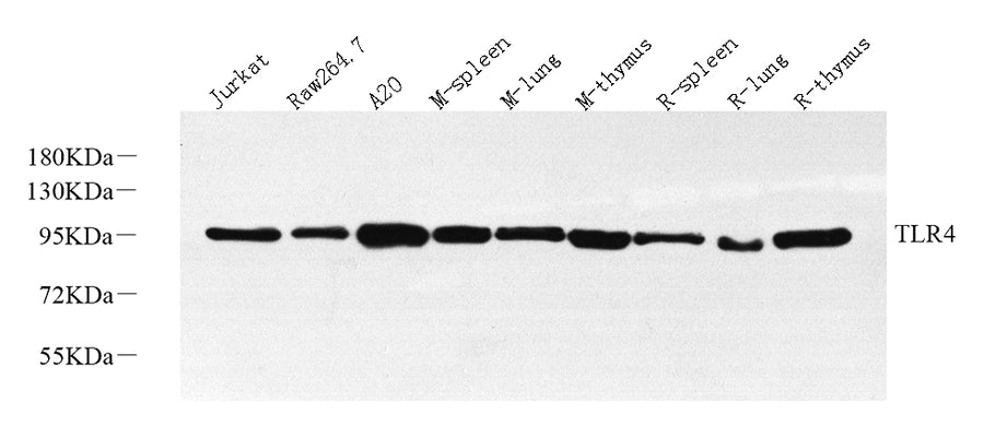 Western Blot analysis of various samples using CD284 Polyclonal Antibody at dilution of 1:1000.