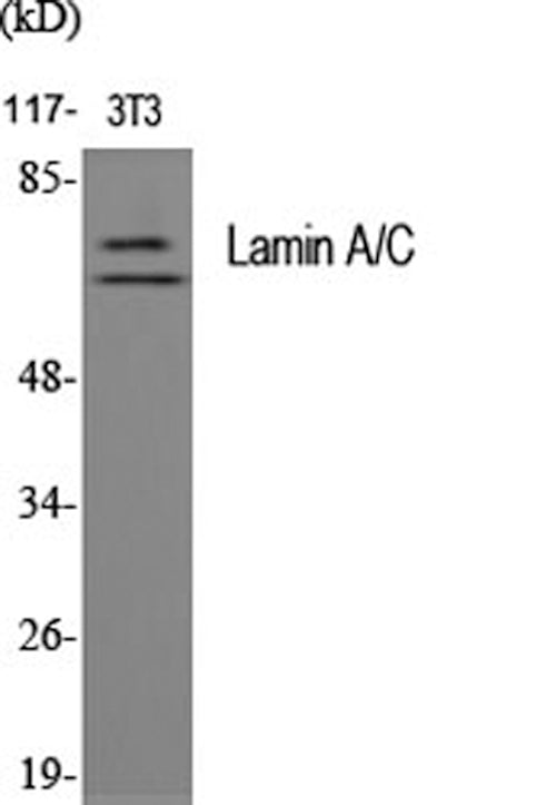 Western Blot analysis of 3T3 cells using LMNA Polyclonal Antibody at dilution of 1:2000.