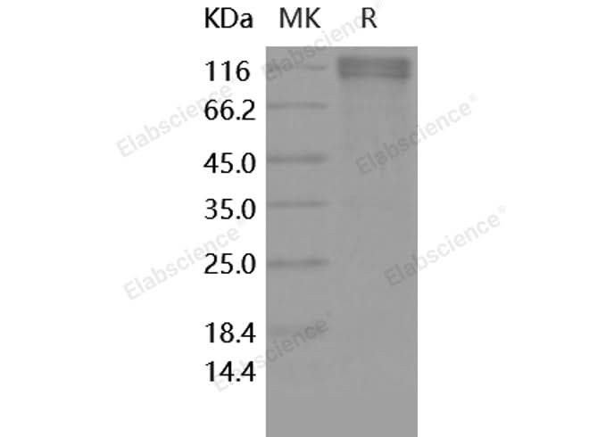 > 95 % as determined by reducing SDS-PAGE.
