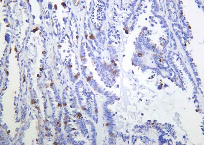 Anti-Human/Mouse/Rat CDK1, 2 Antibody [B904] - ABMIUM