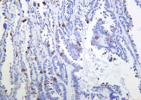 Anti-Human/Mouse/Rat CDK1, 2 Antibody [B904] - ABMIUM