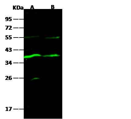 Anti-Mouse CA8 Antibody [B488] - ABMIUM