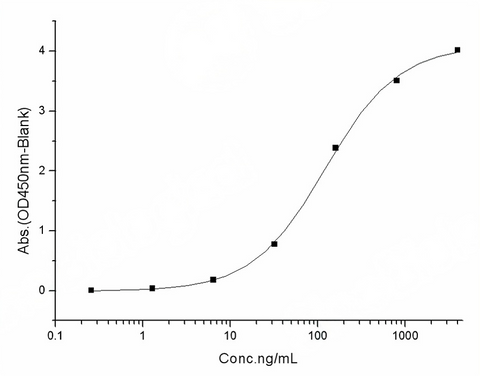 Measured by its binding ability in a functional ELISA. Immobilized human ACE2 protein (His tag)(Cat: PKSR030508) at 2 μg/mL (100 μL/well) can bind SARS-CoV-2 (2019-nCoV) Spike S1(D614G), ECD-Fc(PKSV030395), the EC<sub>50</sub> of SARS-CoV-2 (2019-nCoV) Spike S1(D614G),ECD-Fc(PKSV030395) is 40-230 ng/mL.