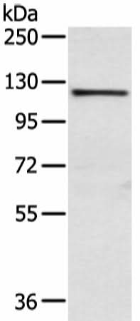 Western blot analysis of PC3 cell using WWP1 Polyclonal Antibody at dilution of 1:750