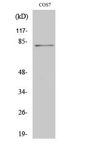 Western Blot analysis of COS7 cells with Phospho-Stat4 (Tyr693) Polyclonal Antibody at dilution of 1:2000